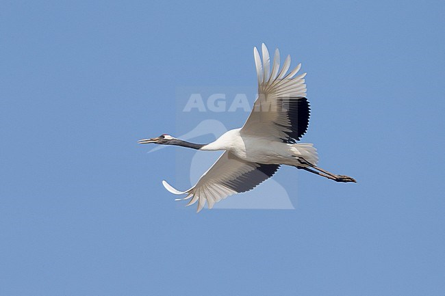 Chinese Kraanvogel in vlucht; Red-crowned Crane in flight stock-image by Agami/Daniele Occhiato,