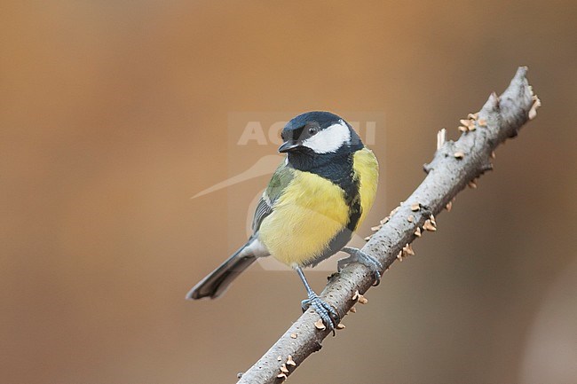 Great Tit - Kohlmeise - Parus major ssp. major, Germany, adult male stock-image by Agami/Ralph Martin,