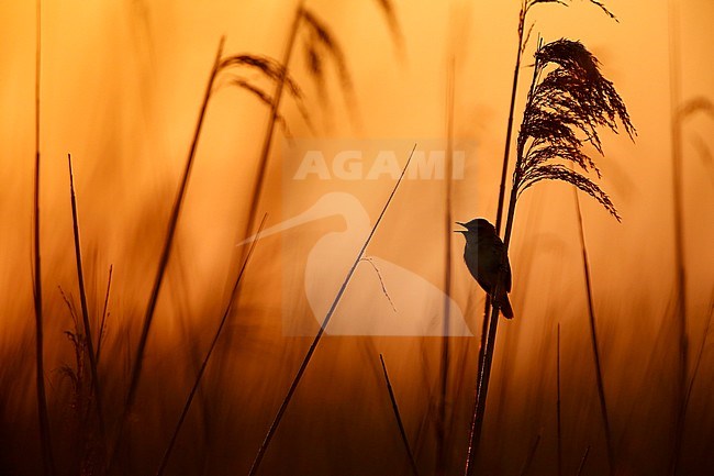 Rietzanger; Sedge Warbler; stock-image by Agami/Chris van Rijswijk,
