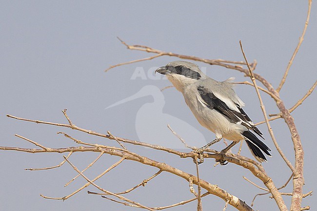 Great grey shrike, Lanius excubitor aucheri, peched on a tree. stock-image by Agami/Sylvain Reyt,