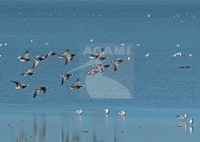 Group of Barnacle Geese flying over the Waddensea stock-image by Agami/Renate Visscher,