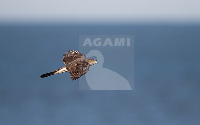 Juvenile Cooper's Hawk (Accipiter cooperii) in flight against the sea at migration at Cape May, New Jersey, USA stock-image by Agami/Helge Sorensen,