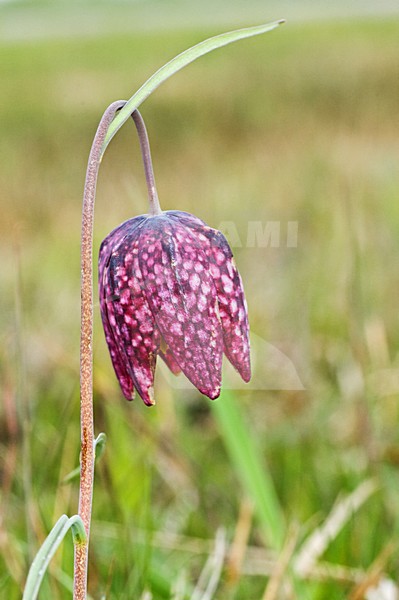 Kievitsbloem, Snakes Head Fritillary, Fritillaria meleagris stock-image by Agami/Marc Guyt,