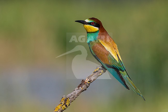 Bijeneter, European Bee-eater, Merops apiaster stock-image by Agami/Daniele Occhiato,