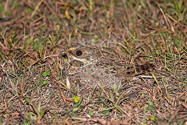 Swamp Nightjar (Caprimulgus natalensis) in Gabon. Resting on the ground at night. stock-image by Agami/Pete Morris,