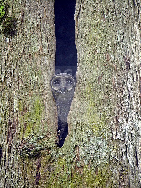 Greater Sooty Owl (Tyto tenebricosa) hiding during the day at nest hole in huge tropical tree Papua New Guinea. stock-image by Agami/Pete Morris,