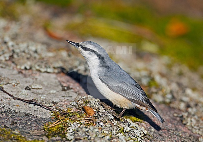 Nuthatch subspecies europaea, Boomklever ondersoort europaea stock-image by Agami/Markus Varesvuo,