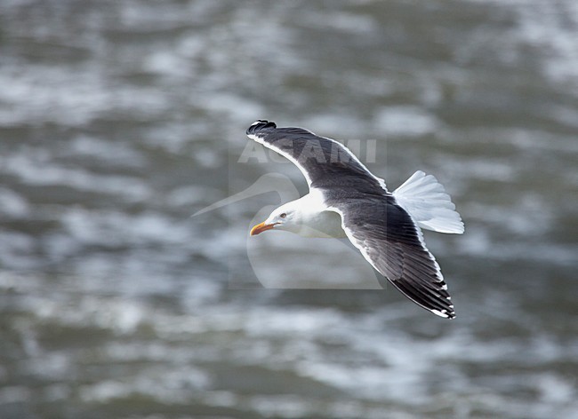 Adulte Kleine Mantelmeeuw in vlucht, Lesser Black-backed Gull adult in flight stock-image by Agami/Anja Nusse,