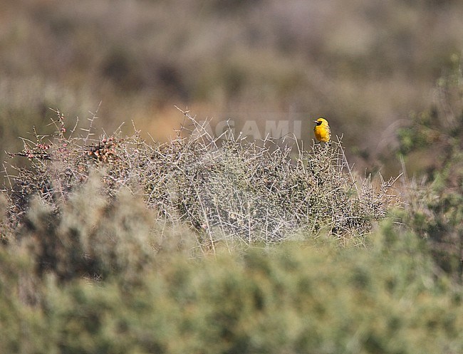 Male Orange Chat (Epthianura aurifrons), endemic to Australia. stock-image by Agami/Andy & Gill Swash ,