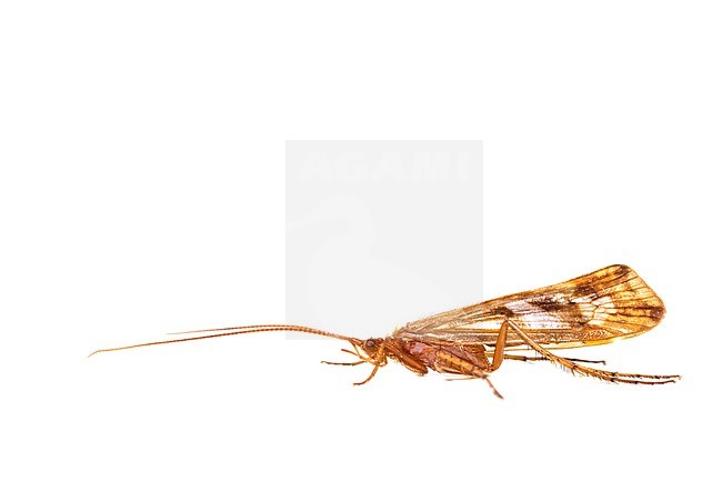 Limnephilus marmoratus stock-image by Agami/Wil Leurs,