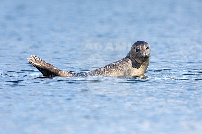 Harbour Seal (Phoca vitulina), adult resting on a rock, Southern region, Iceland stock-image by Agami/Saverio Gatto,