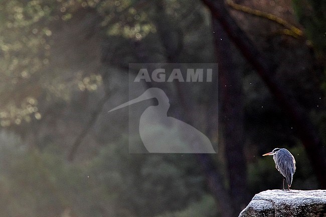 Grey Heron, Ardea cinerea stock-image by Agami/Oscar Díez,