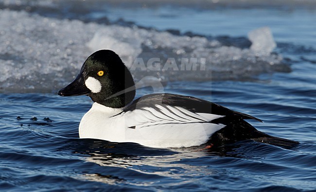 Volwassen mannetje Brilduiker; Adult male Common Goldeneye stock-image by Agami/Markus Varesvuo,