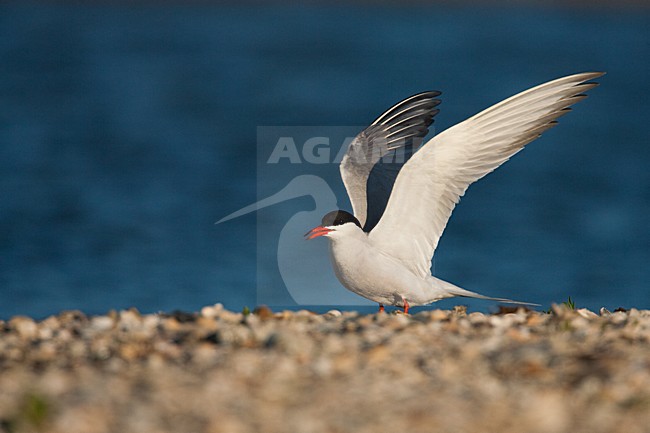 Visdief, Common Tern, Sterna hirundo stock-image by Agami/Menno van Duijn,