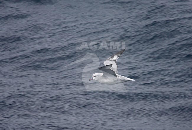 Southern Fulmar flying; Grijze Stormvogel vliegend stock-image by Agami/Marc Guyt,