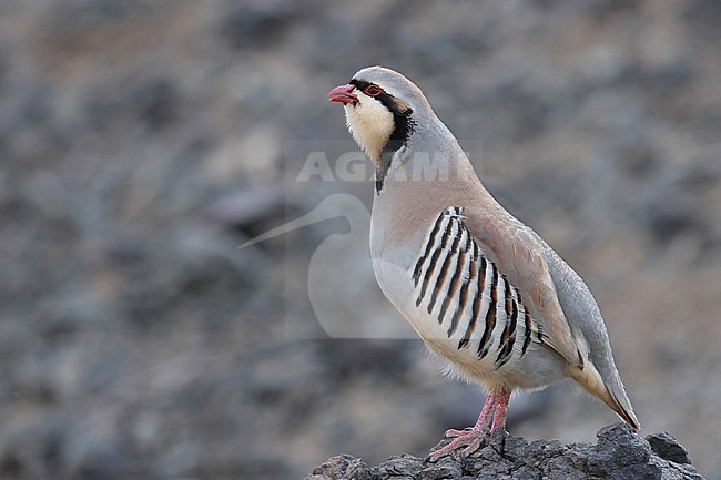 Calling adult male Chukar partridge (Alectoris chukar) perching on a rock stock-image by Agami/Mathias Putze,