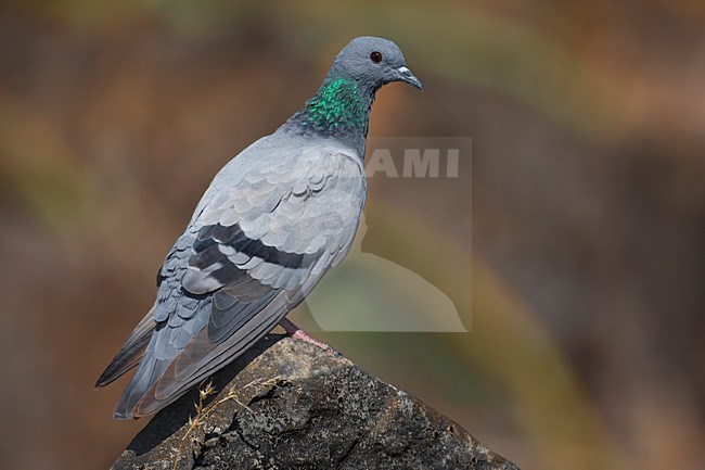 Rotsduif zittend op een steen; Rock Dove perched on a rock stock-image by Agami/Daniele Occhiato,