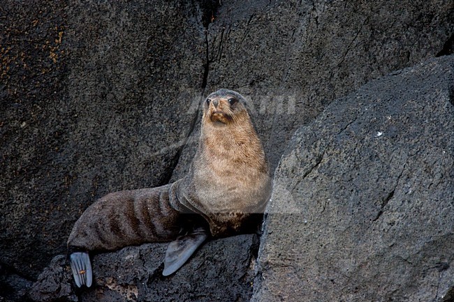 Subantarctische zeebeer op rotsen, Subantarctic Fur seal on rocks stock-image by Agami/Menno van Duijn,