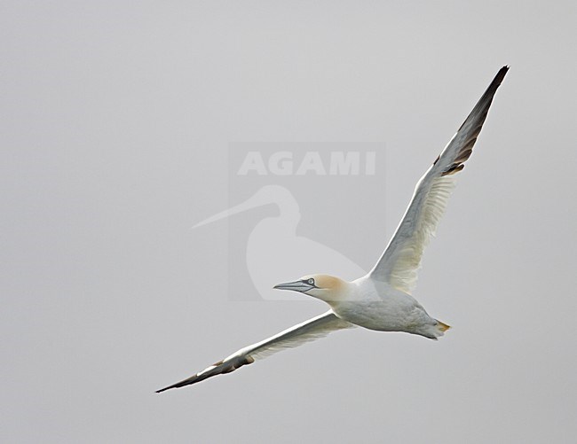 Northern Gannet adult flying; Jan-van-Gent volwassen vliegend stock-image by Agami/Markus Varesvuo,