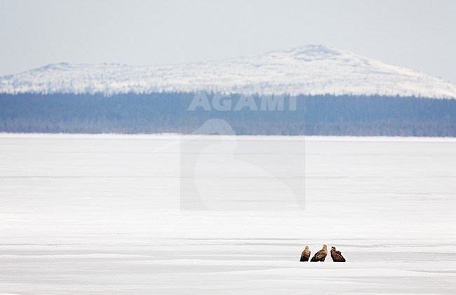 Zeearend groep zittend in sneeuw; White-tailed Eagle group perched in snow stock-image by Agami/Markus Varesvuo,