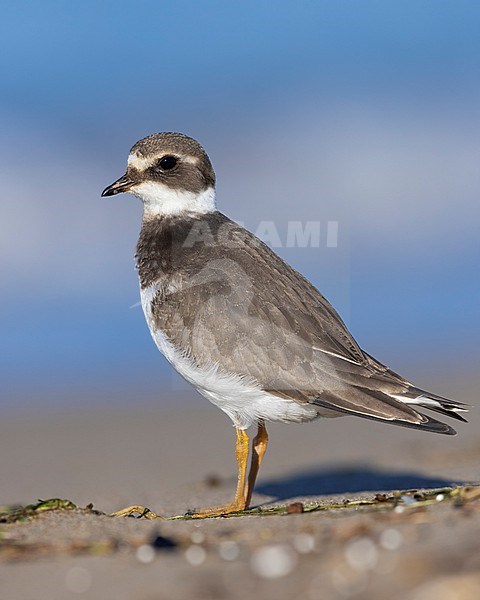 Ringed Plover (Charadrius hiaticula), side view of a juvenile standing on the sand, Campania, Italy stock-image by Agami/Saverio Gatto,