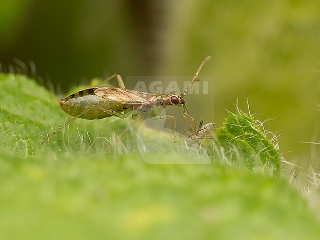 Adult Dicyphus bolivari stock-image by Agami/Arnold Meijer,
