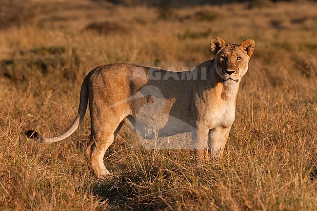Portrait of a lioness, Panthera leo, looking at the camera. Masai Mara National Reserve, Kenya. stock-image by Agami/Sergio Pitamitz,