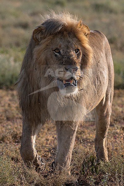 A male lion, Panthera leo, patrolling. Ndutu, Ngorongoro Conservation Area, Tanzania. stock-image by Agami/Sergio Pitamitz,