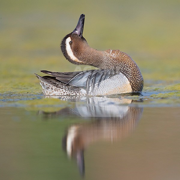 Garganey (Anas querquedula), adult male displaying stock-image by Agami/Saverio Gatto,