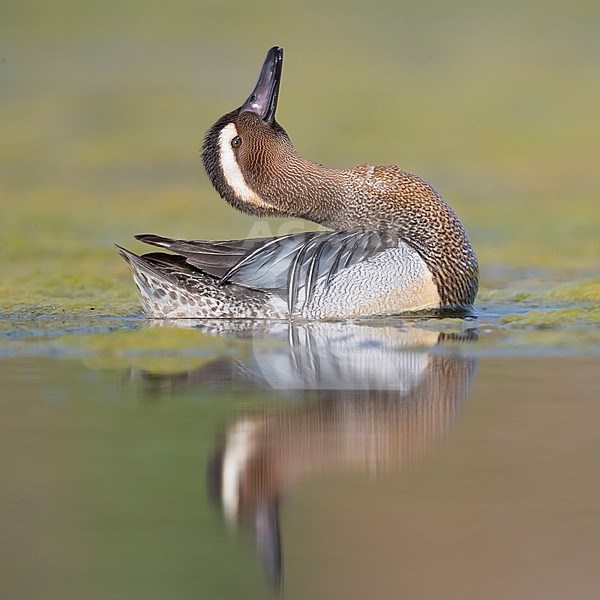 Garganey (Anas querquedula), adult male displaying stock-image by Agami/Saverio Gatto,