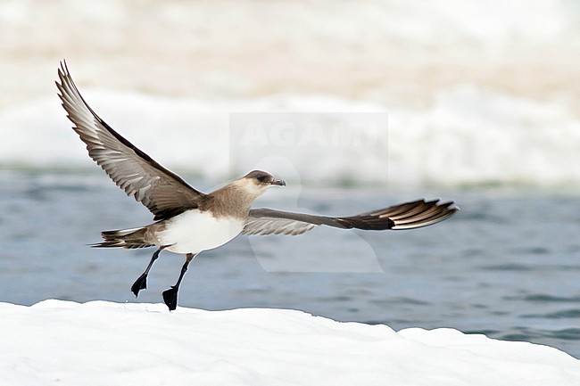 Parasitic Jaeger (Stercorarius parasiticus) perched on the ice in Churchill, Manitoba, Canada. stock-image by Agami/Glenn Bartley,