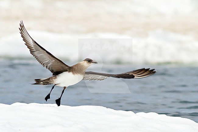 Parasitic Jaeger (Stercorarius parasiticus) perched on the ice in Churchill, Manitoba, Canada. stock-image by Agami/Glenn Bartley,
