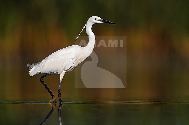 Little Egret (Egretta garzetta) in Italy stock-image by Agami/Daniele Occhiato,
