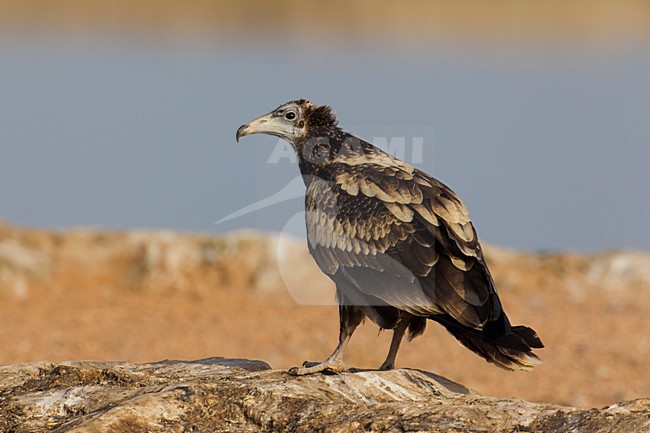 Juveniele Aasgier aan de grond; Juvenile Egyptian Vulture perched on the ground stock-image by Agami/Daniele Occhiato,