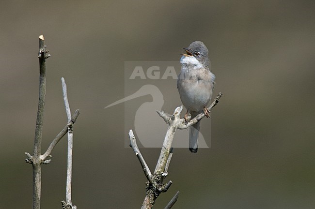 Common Whitethroat male perched; Grasmus man zittend op dode tak stock-image by Agami/Martijn Verdoes,