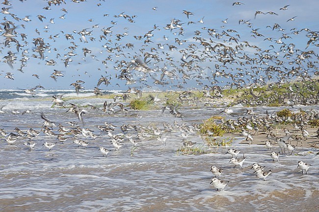 Sanderling, Calidris alba, Germany (Hamburg), at high-tide roost with Dunlin and Red Knot stock-image by Agami/Ralph Martin,