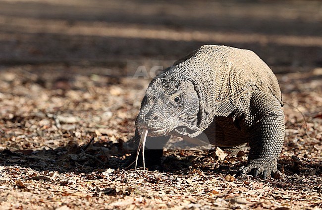 Komodo Dragon (Varanus komodoensis) on Komodo island, Indonesia. stock-image by Agami/James Eaton,