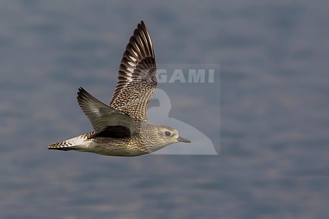 Zilverplevier; Grey Plover stock-image by Agami/Daniele Occhiato,