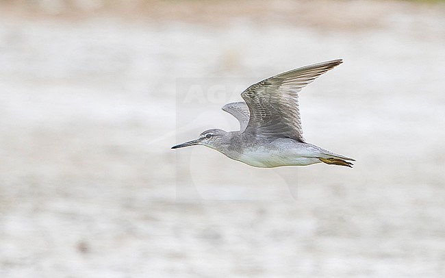 Grey-tailed Tattler (Tringa brevipes) in flight showing underwing. stock-image by Agami/Lennart Verheuvel,
