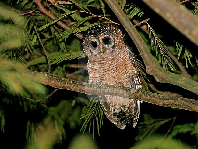 African Wood-Owl (Strix woodfordii) during the night in Africa. stock-image by Agami/Pete Morris,