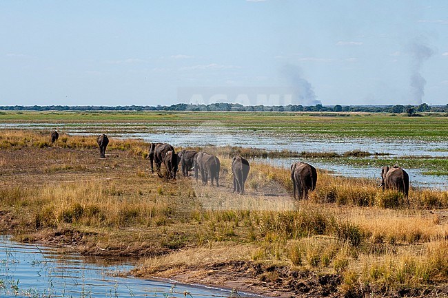 A herd of African elephants, Loxodonta africana, walking in a line. Chobe River, Chobe National Park, Kasane, Botswana. stock-image by Agami/Sergio Pitamitz,