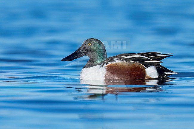 Adult male
Colusa Co., CA
January 2023 stock-image by Agami/Brian E Small,