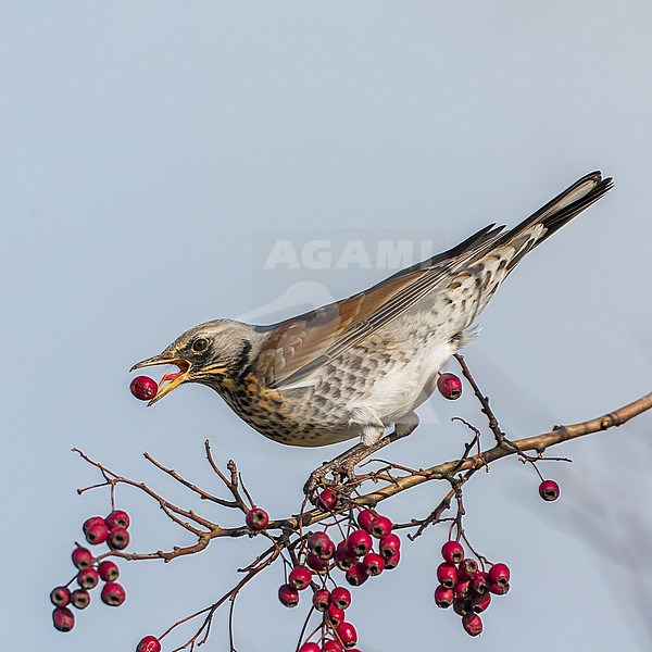 Wintering Fieldfare (Turdus pilaris) eating red berries from a Firethorn (pyracantha) tree in the Netherlands. stock-image by Agami/Rob Olivier,