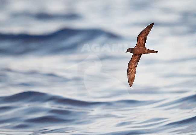 Bulwer's Petrel (Bulweria Bulveria) Madeira Portugal August 2012 stock-image by Agami/Markus Varesvuo,