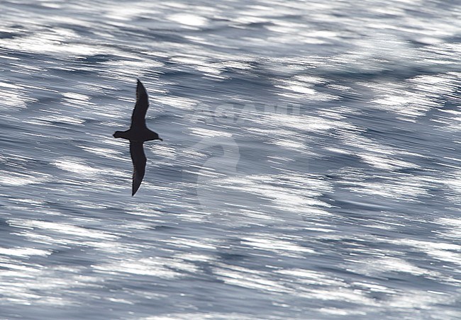 White-chinned Petrel (Procellaria aequinoctialis) flying over the subantarctic pacific ocean south of New Zealand. Photographed with slow shutterspeed. stock-image by Agami/Marc Guyt,