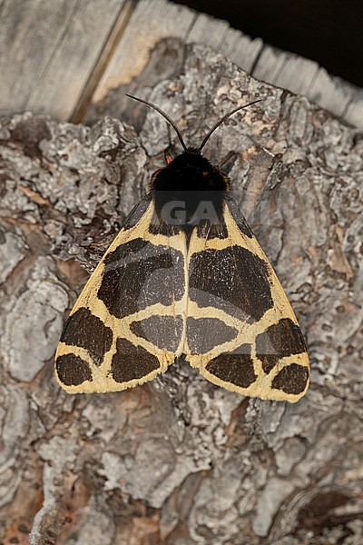 The Yellow Tiger Moth (Actia flavia) is an alpine moth living at the foot of the glacier. It could become a looser of the climate change by melting ice in the Alps  stock-image by Agami/Mathias Putze,