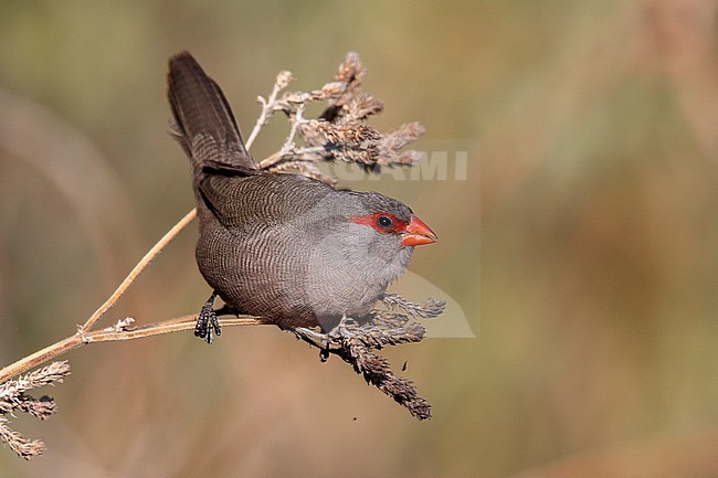 Common Waxbill (Estrilda astrild) at Johannesburg, South Africa. stock-image by Agami/Tom Friedel,