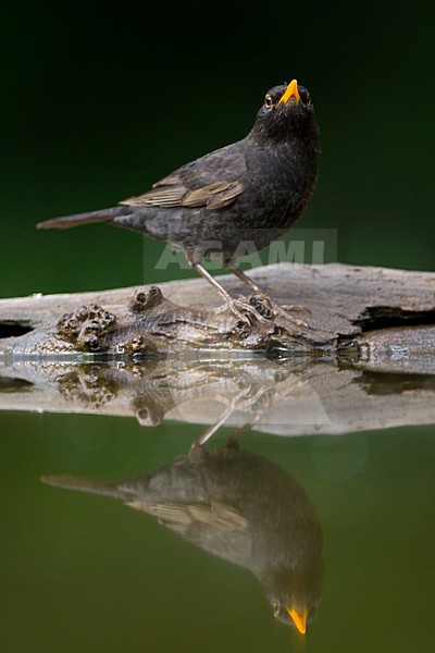Merel bij drinkplaats; Common Blackbird at drinking site stock-image by Agami/Marc Guyt,