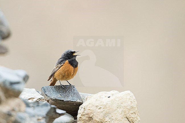 Black Redstart - Hausrotschwanz - Phoenicurus ochruros ssp. phoenicuroides, Kyrgyzstan, adult male stock-image by Agami/Ralph Martin,