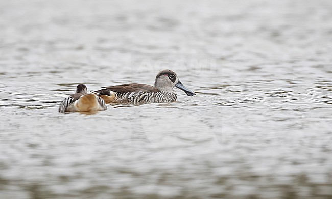 Pink-eared Duck, Malacorhynchus membranaceus, swimming in a lake in Australia. stock-image by Agami/Ian Davies,